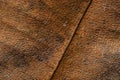 Close up detial of brown dry leaf texture background Royalty Free Stock Photo