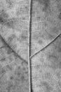 Close up detial of brown dry leaf texture background Royalty Free Stock Photo