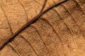 Close up detial of brown dry leaf texture background Royalty Free Stock Photo