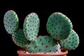 Close up detial of opuntia rufida cactus in planting pot