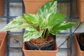 Devil`s Ivy in pot at vertical house garden