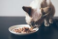 Close-up of Devon Rex kitten is eating tuna fillet Royalty Free Stock Photo