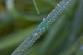 Close up of dew on a blade of grass Royalty Free Stock Photo