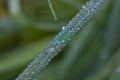 Close up of dew on a blade of grass