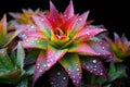 close-up of a dew-covered, colorful bromeliad plant Royalty Free Stock Photo