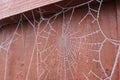 Close-Up of Dew-Covered Spiderweb in Soft Morning Light Royalty Free Stock Photo