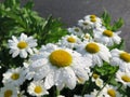 Close-up of dew on daisies with yellow stamens green leaves Royalty Free Stock Photo