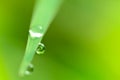 Close up dew drop on green grass Royalty Free Stock Photo