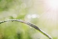 close up dew drop on green grass with sunlight Royalty Free Stock Photo