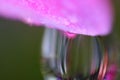 Close up of Dew drop hanging from impatients flower Royalty Free Stock Photo