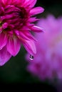 Close up of a dew drop on a lilac flowering chrysanthemum Royalty Free Stock Photo