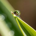 The background is softly blurred, emphasizing the water droplet and leaf Royalty Free Stock Photo