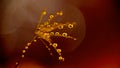 Dew Droplets On Dandelion Seed