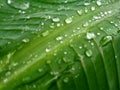 Close up dew drops on banana leaf veins background Royalty Free Stock Photo