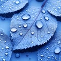 Close up of Dew Drops on Blue Leaves Nature Macro Background Royalty Free Stock Photo