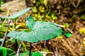 Close up  of dew drops on Colacasia leaf with defocused background Royalty Free Stock Photo