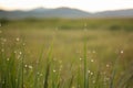 Close up of Dew drops, condensation on blades of grass at sunrise with bokeh in grand tetons, wyoming Royalty Free Stock Photo