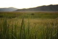 Close up of Dew drops, condensation on blades of grass at sunrise with bokeh in grand tetons, wyoming Royalty Free Stock Photo