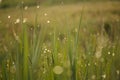 Close up of Dew drops, condensation on blades of grass at sunrise with bokeh in grand tetons, wyoming Royalty Free Stock Photo