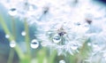 Close-up of dew drops on a dandelion seed. Created with AI Royalty Free Stock Photo