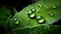 Close up of Dew Drops on Dark Green Leaf Royalty Free Stock Photo