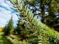 Close up of dew-drops on evergreen pine needles early in the morning after rain Royalty Free Stock Photo