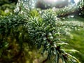 Close up of dew-drops on evergreen pine needles early in the morning after rain Royalty Free Stock Photo