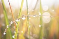 close-up of dew drops on feather reed grass blades Royalty Free Stock Photo