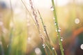 close-up of dew drops on feather reed grass blades Royalty Free Stock Photo