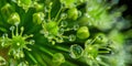 Close-up of dew drops on a green flower bud Royalty Free Stock Photo