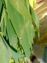 Close up of the Dew drops on the green grass.