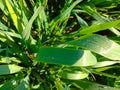 Close up of the Dew drops on the green grass. Royalty Free Stock Photo