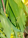 Close up of the Dew drops on the green grass. Royalty Free Stock Photo