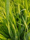 Close up of the Dew drops on the green grass. Royalty Free Stock Photo