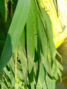 Close up of the Dew drops on the green grass. Royalty Free Stock Photo