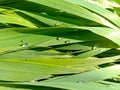 Close up of the Dew drops on the green grass. Royalty Free Stock Photo