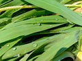 Close up of the Dew drops on the green grass. Royalty Free Stock Photo