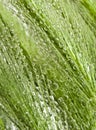 Close-up of dew drops on green grass spikelet Royalty Free Stock Photo