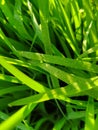 Close up of the Dew drops on the green grass.Transparent Dew drops. Royalty Free Stock Photo
