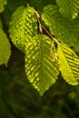 close up of dew drops on green leaf Royalty Free Stock Photo