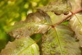 Close up of dew drops on a green leaf Royalty Free Stock Photo