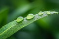 Close-Up of Dew Drops on Green Leaf Under Soft Natural Light in Lush Background Royalty Free Stock Photo