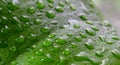 Close up of dew drops on a green leaf Royalty Free Stock Photo