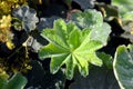 Morning dewdrops on the leaf