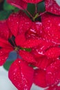 Close-up of dew drops on the red leaves of a plant, poinsettia Royalty Free Stock Photo