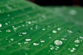 Close-up of dew drops on tropical leaf Royalty Free Stock Photo