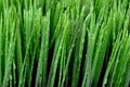 Close up of dew on green grass Royalty Free Stock Photo