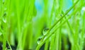 Close-up dew on green grass background