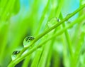 Close-up dew on green grass background Royalty Free Stock Photo