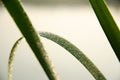 Close-up dew on green grass in the early morning. Nature Background. Selective focus on dew water drops with copy space. Green Royalty Free Stock Photo